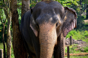 Elephant in Pinnawala orphanage in Sri Lanka