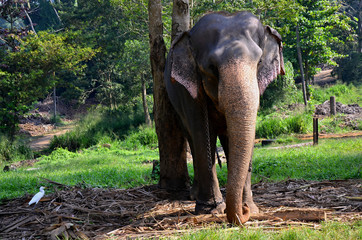 Obraz premium Elephant in Pinnawala orphanage in Sri Lanka