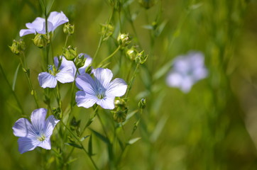 Öl- und Faserpflanze Flachs oder Gemeiner Lein (Linum usitatissimum)