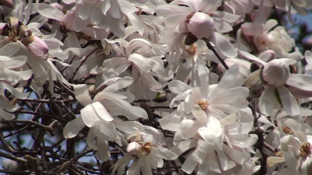 Blooming Star Magnolia in the Brooklyn BG (Magnolia stellata).