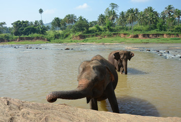 Obraz premium Elephants bathing in the river Ma Oya in Sri Lanka Pinnawala