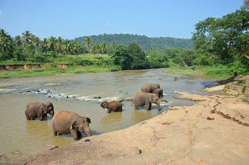 Naklejka na ściany i meble Elephants bathing in the river Ma Oya in Sri Lanka Pinnawala
