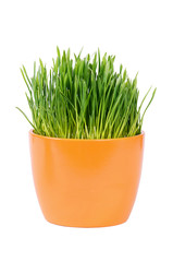 Green grass in pot isolated on white background