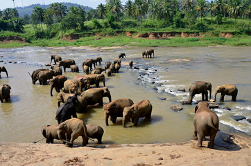 Fototapeta na wymiar Elephants bathing in the river Ma Oya in Sri Lanka Pinnawala