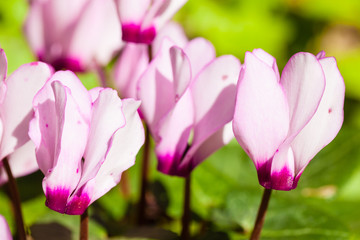 Fototapeta premium Cyclamen persicum stirling