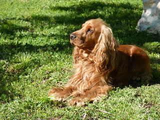 cocker spaniel couché