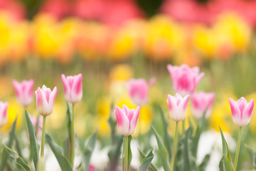 チューリップ畑