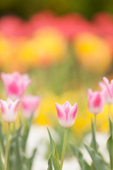チューリップ畑