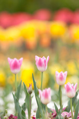 チューリップ畑