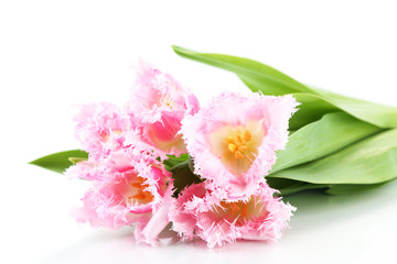 Beautiful tulips isolated on white