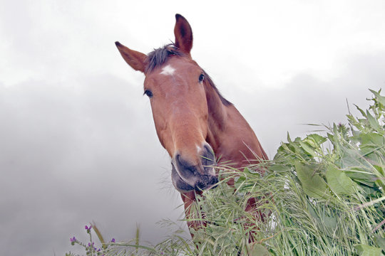 Caballo comiendo, Gargantilla, C&aacute;ceres, Espa&ntilde;a