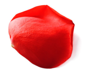 Beautiful red rose petal, isolated on white