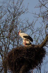 Weißstorch auf seinem Nest
