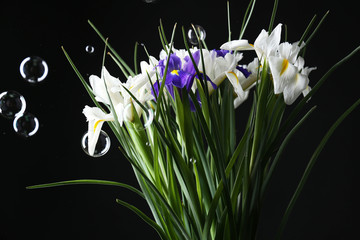 Beautiful irises on black background