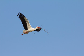 Fototapeta premium Weißstorch im Flug