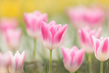 チューリップ畑