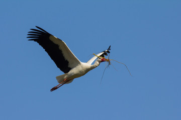 Weißstorch im Flug