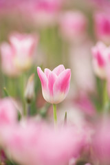 Fototapeta premium チューリップ畑