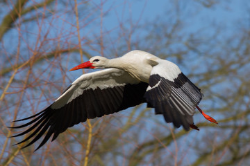 Weißstorch im Flug