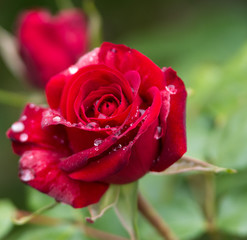 Rose rouge