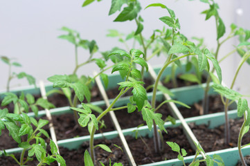 Tomato organic seedlings