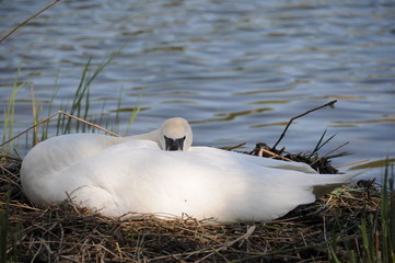 Schwan im Nest