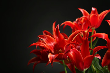 Fototapeta na wymiar Beautiful red tulips on dark background