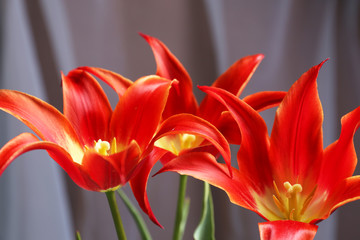 Beautiful red tulips on cloth background