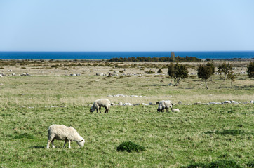 Naklejka premium Grazing sheep in a coastal landscape