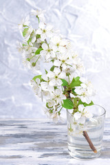 Beautiful fruit blossom in glass on table on grey background