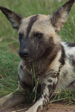 licaone animale selvaggio parco del kruger sudafrica