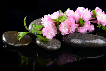 Beautiful fruit blossom isolated on black