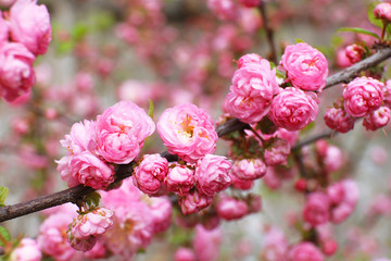 Beautiful fruit blossom outdoors