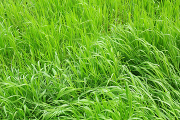 Beautiful spring grass outdoors