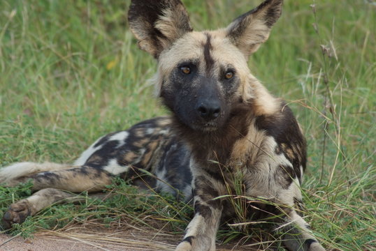 licaone animale selvaggio parco del kruger sudafrica