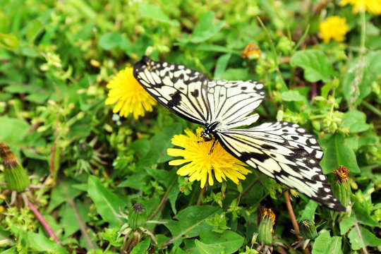 Fototapeta Beautiful butterfly sitting on dandelion flower, outdoors