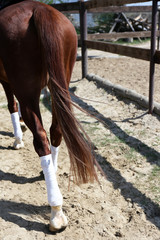 Back of purebred horse on nature background