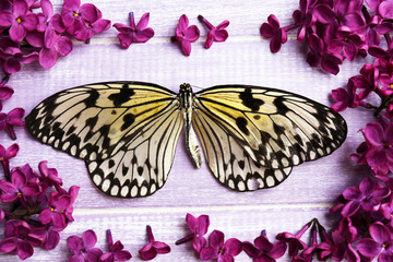 Beautiful lilac flowers and butterfly on wooden background