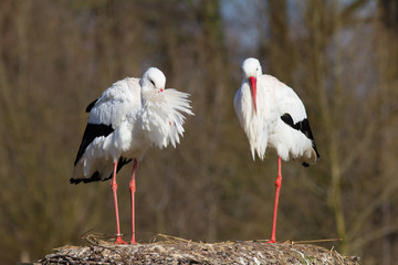 Weißstorchenpaar