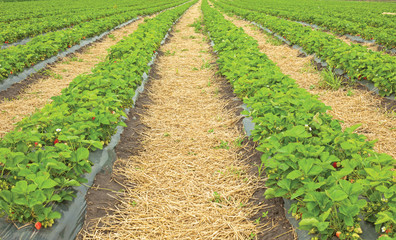 Fototapeta na wymiar Strawberries ripening in a strawberry farm row