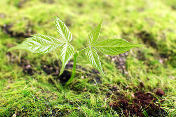 Young sprout in springtime,closeup