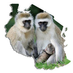 Tanzania map with monkey