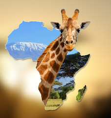 Naklejka premium Africa Wildlife Map Design