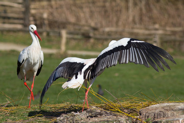 Weißstorch im Tanz