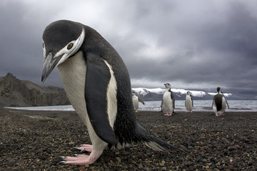 Antarctiic penguin