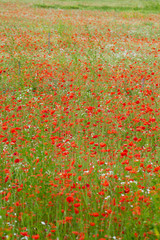 the picturesque landscape with red poppies among the meadow