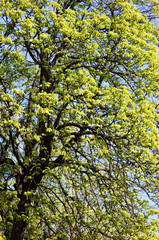 Chestnut revival. Spring tree.