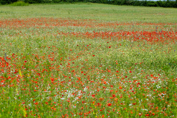 the picturesque landscape with red poppies among the meadow