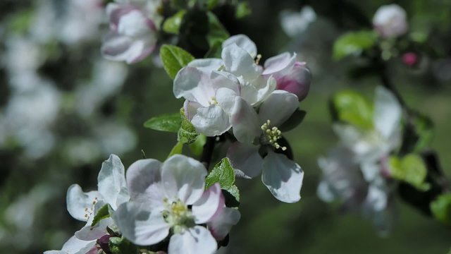 Blossoming apple tree brunch