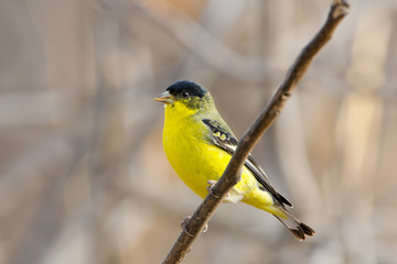 Obraz premium Lesser Goldfinch